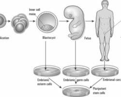 Ventajas y desventajas del uso de las celulas madres