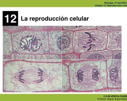 Ventajas y desventajas de reproduccion celular