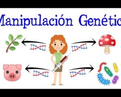 Ventajas y desventajas de la manipulación genética en seres humanos