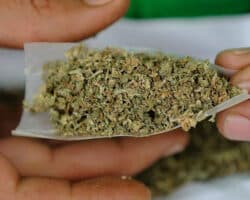 Ventajas y desventajas de la legalización de las drogas blandas