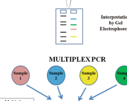Ventajas y desventajas del PCR multiplex.
